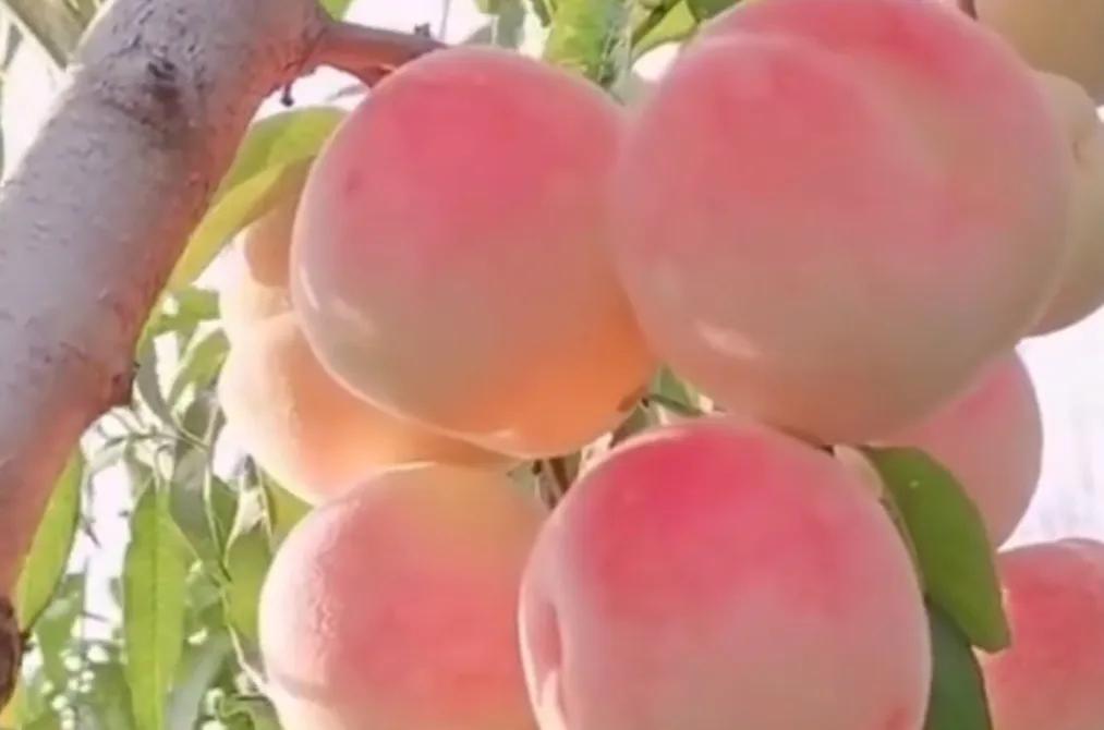 炎热的夏天吃什么水果解暑,夏天即将过季的水果