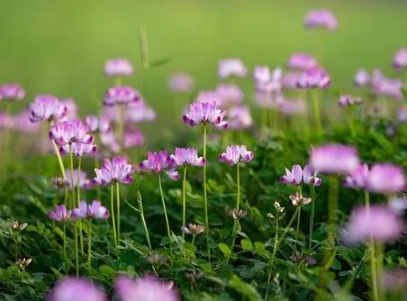 田敬文：春花，在季节的扉页上灼灼其华（散文组）