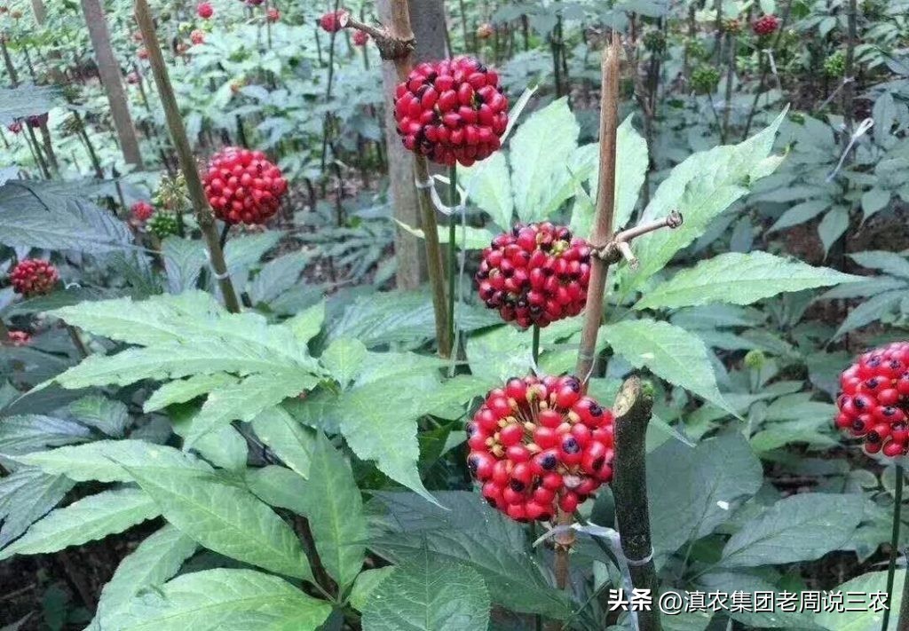 适应林下种植的药材有哪些,林下经济种植中草药有哪些