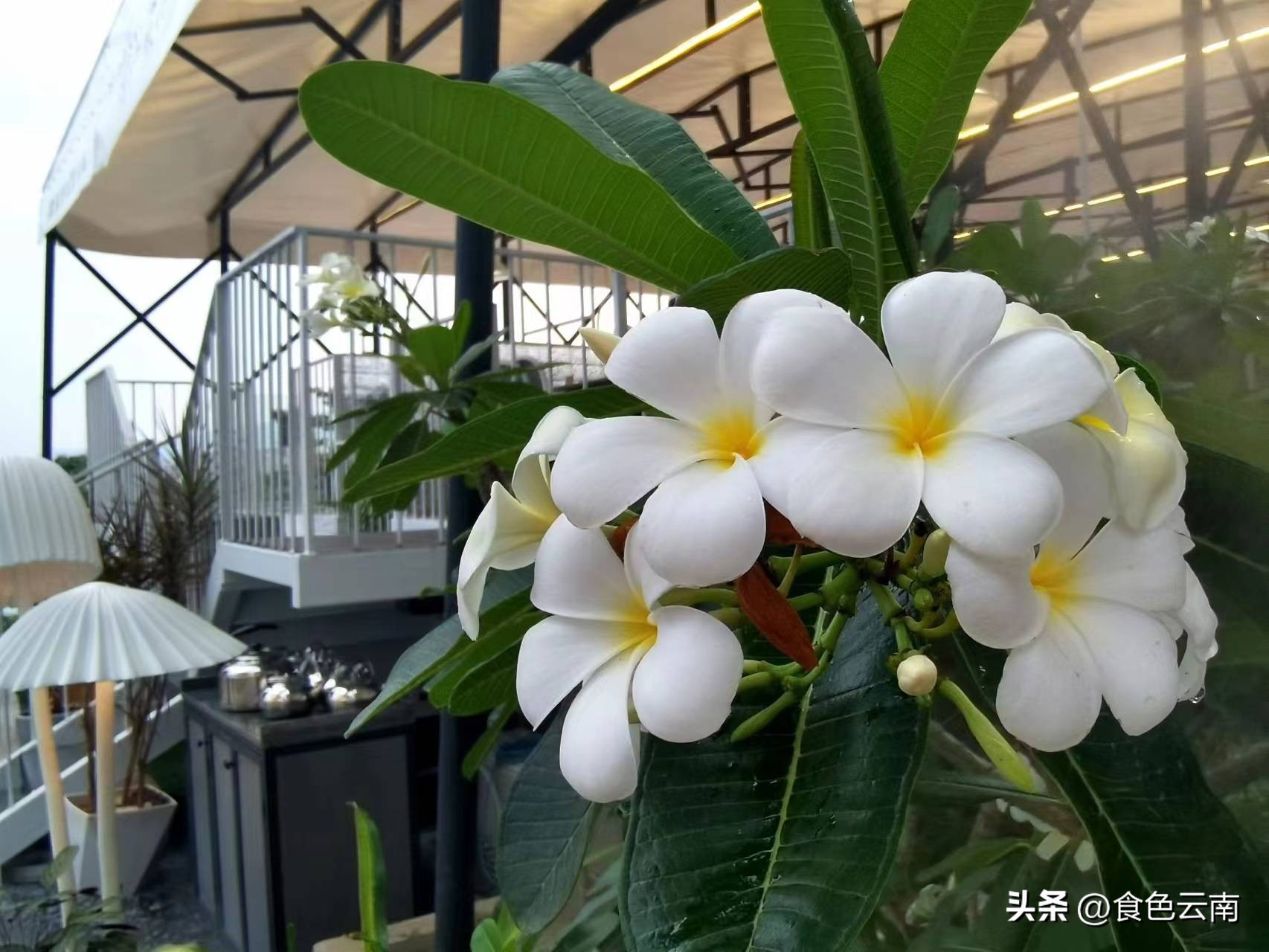 菌海森林野生菌火锅西双版纳,西双版纳野生菌推荐