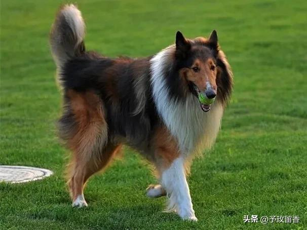 宠物狗应该怎么养详细介绍科普,宠物狗喂养及训练方法有哪些