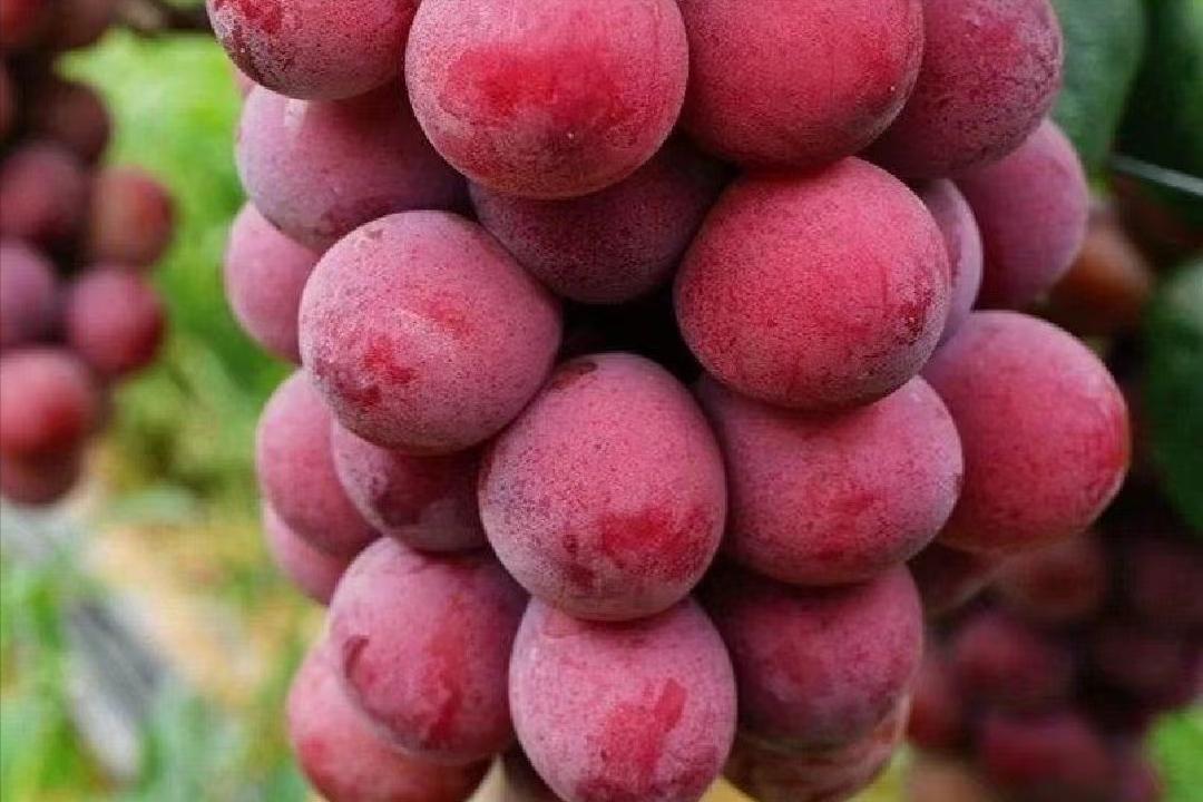 日本“*锁封**”多个水果品种，严防死守禁止流向我国，有什么后果？