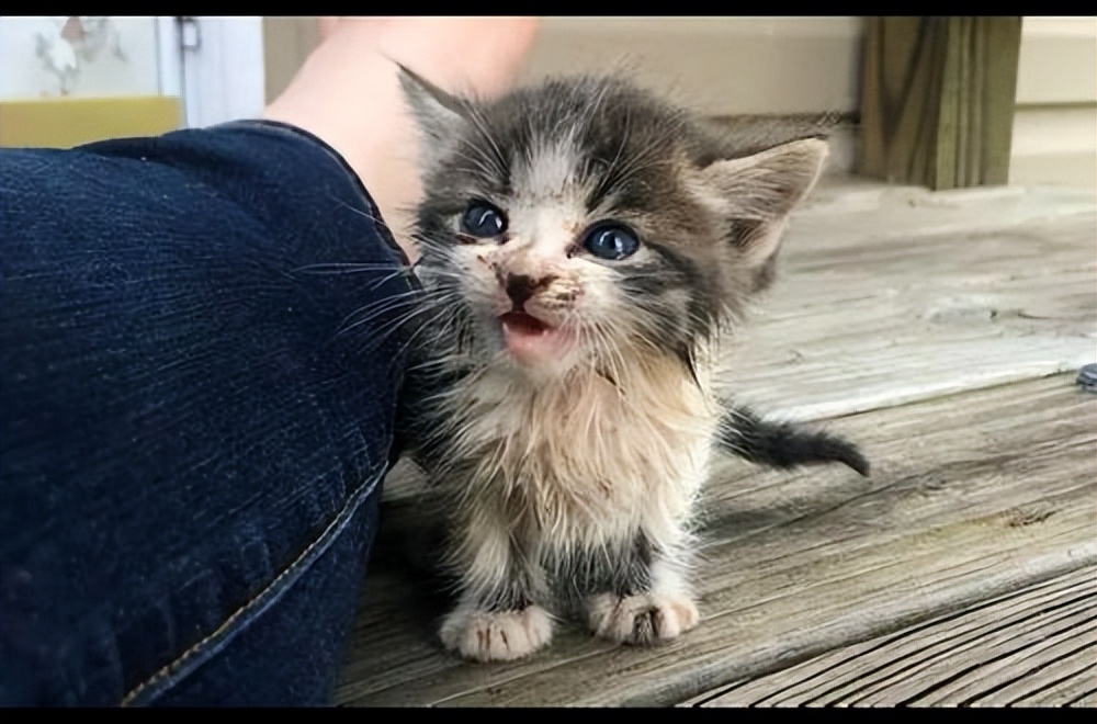 喜欢养猫，先戒掉“五习惯”，否则啥猫也养不好，看看你占了几个