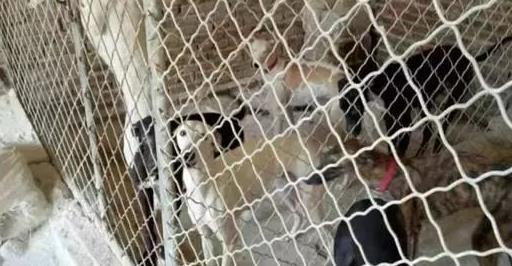 宠物狗养殖内幕,宠物饲养内幕