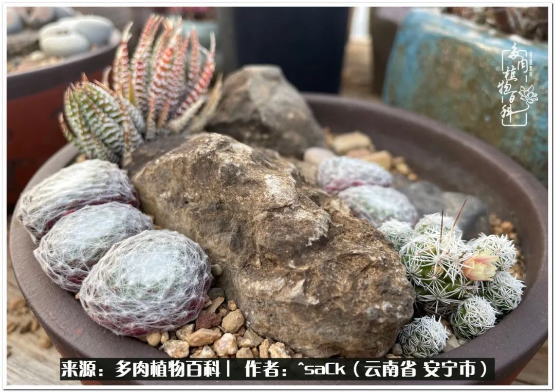 情不知所起一往而深歌曲,情不知所起一往而深完整版