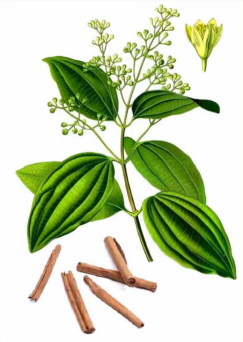 肉桂化妆品功效,植物成分的化妆品