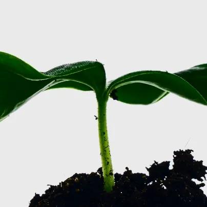 春播行动中药贴敷,春种一粒粟秋收万颗子原文