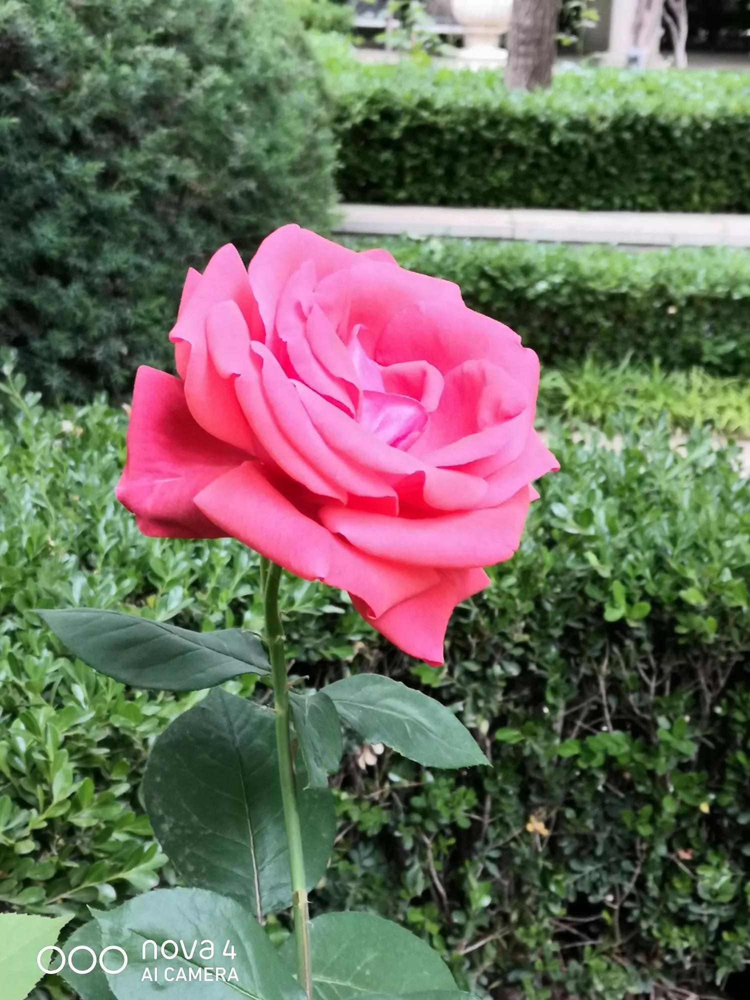 月季品种醉花,月季品种大全及图片欣赏