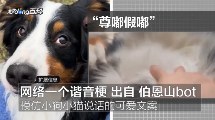 尊嘟假嘟的英语,尊嘟假嘟日语怎么说