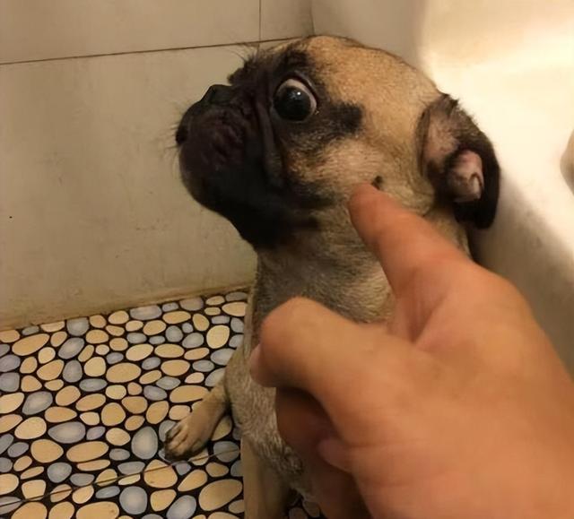 怎么样才能溺爱狗狗,被溺爱的狗狗如何纠正