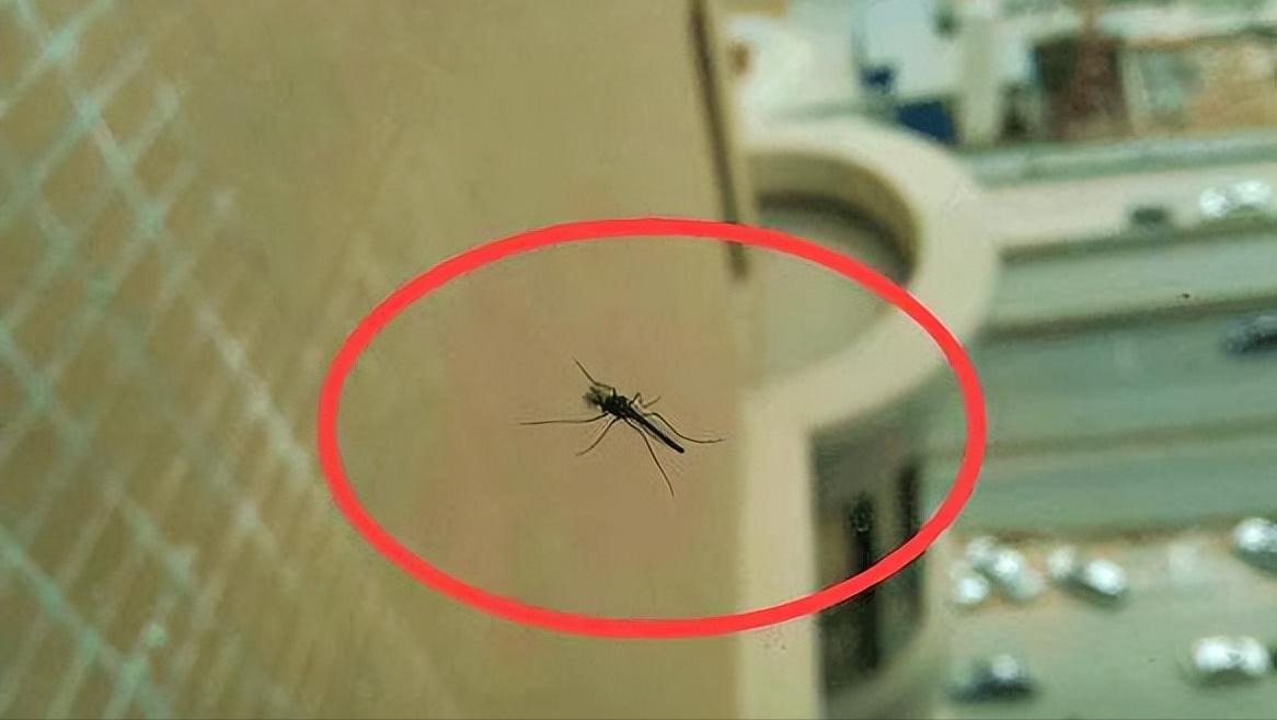 我是a血型为什么蚊子总是咬我,同样血型蚊子为什么只咬我