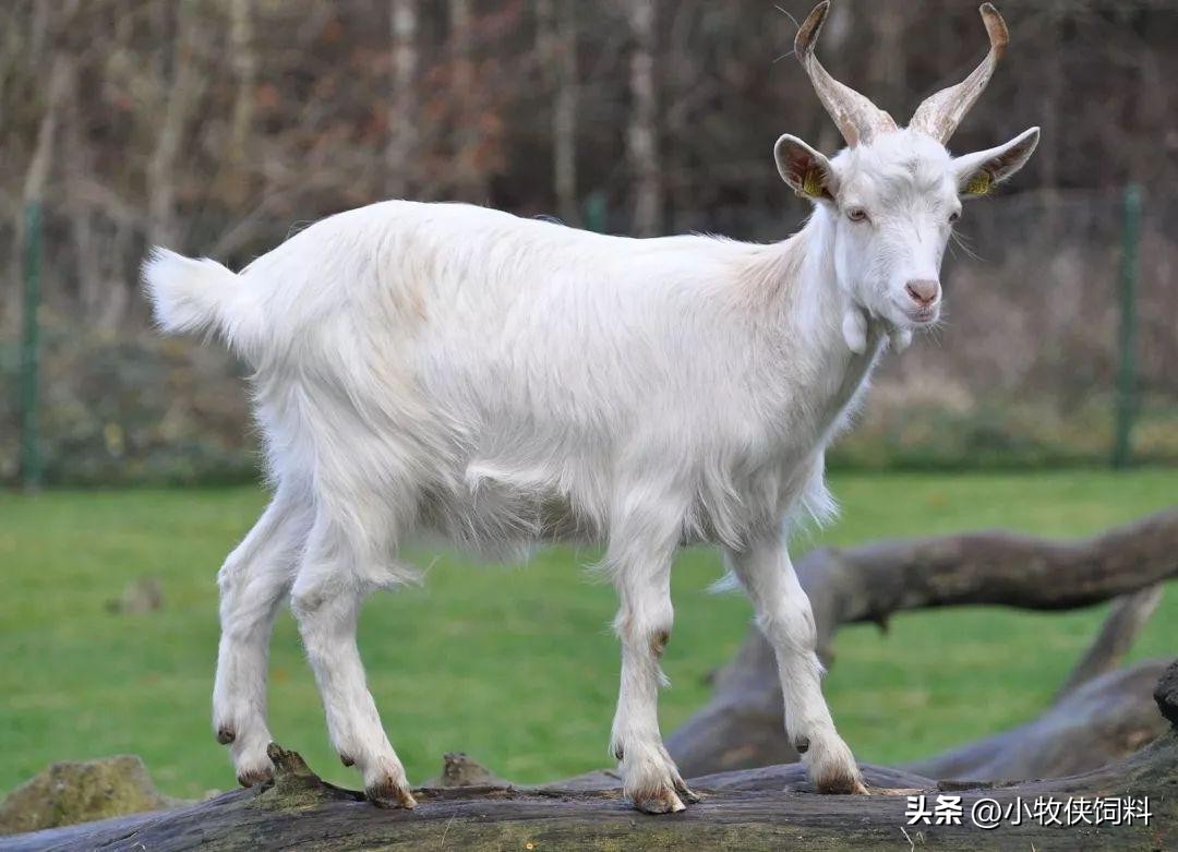 育肥羊的饲料的最佳配方,育肥羊饲料最佳配方