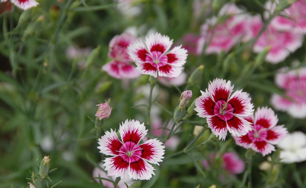 芒种时开得最好的花,芒种对应的花