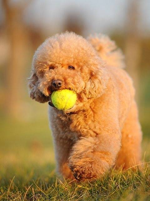 泰迪总是出现干呕,泰迪老是吐还有点咳是什么原因