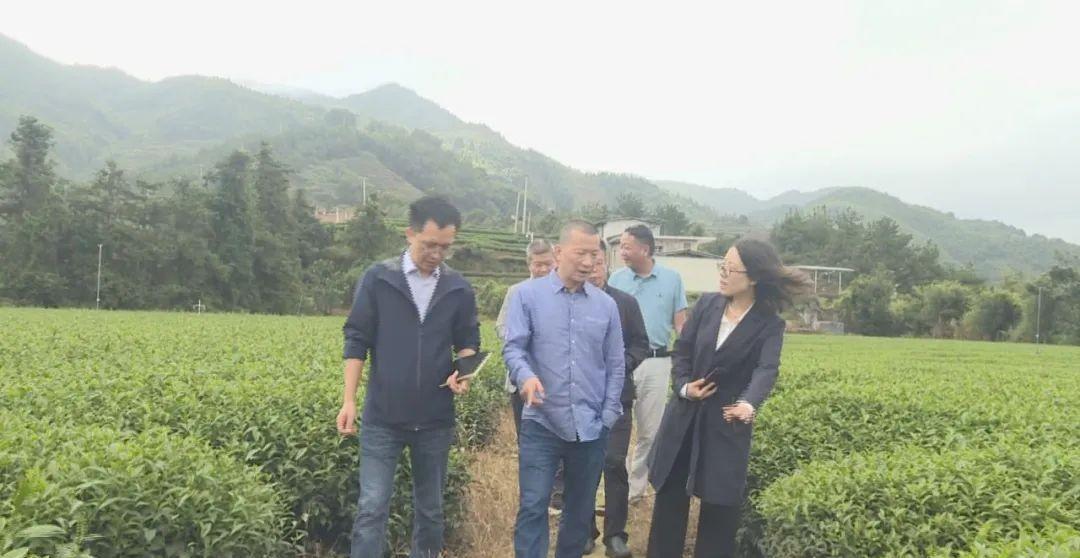 鑼跺彾涓撳鐜板満璁茶В鍥剧墖,鑼跺彾鎺㈣