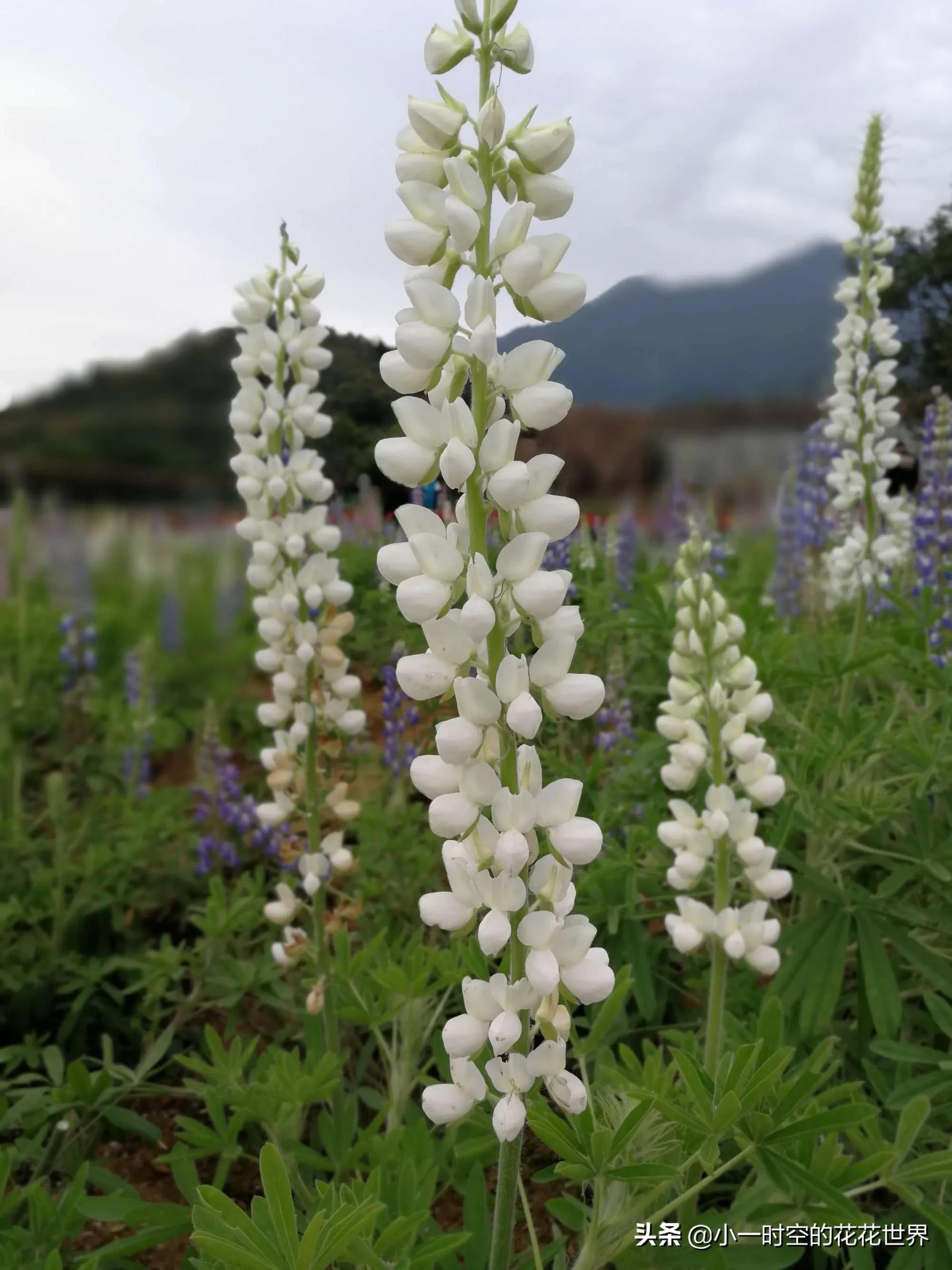母亲节送母亲寓意最好的花,母亲节鲜花什么花好看