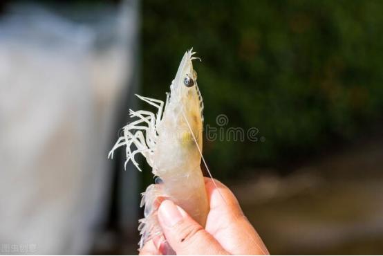 挑选虾时一定要买弯曲的虾,怎么挑选好虾遇到这种虾千万别买