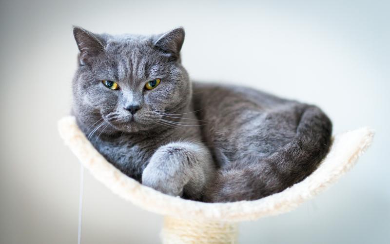 最不建议养的10种猫,最不建议养的5种猫