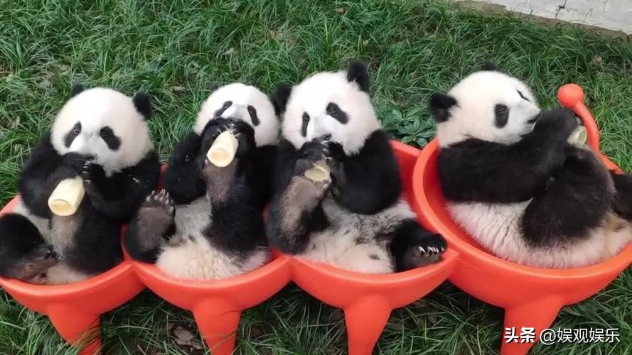 熊猫天团四喜丸子,熊猫四喜丸子和韭菜花叶