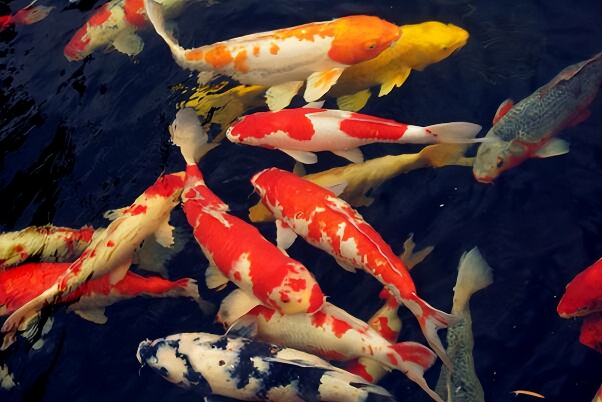 锦鲤不爱游动怎么治疗,锦鲤现在不爱吃食是怎么回事