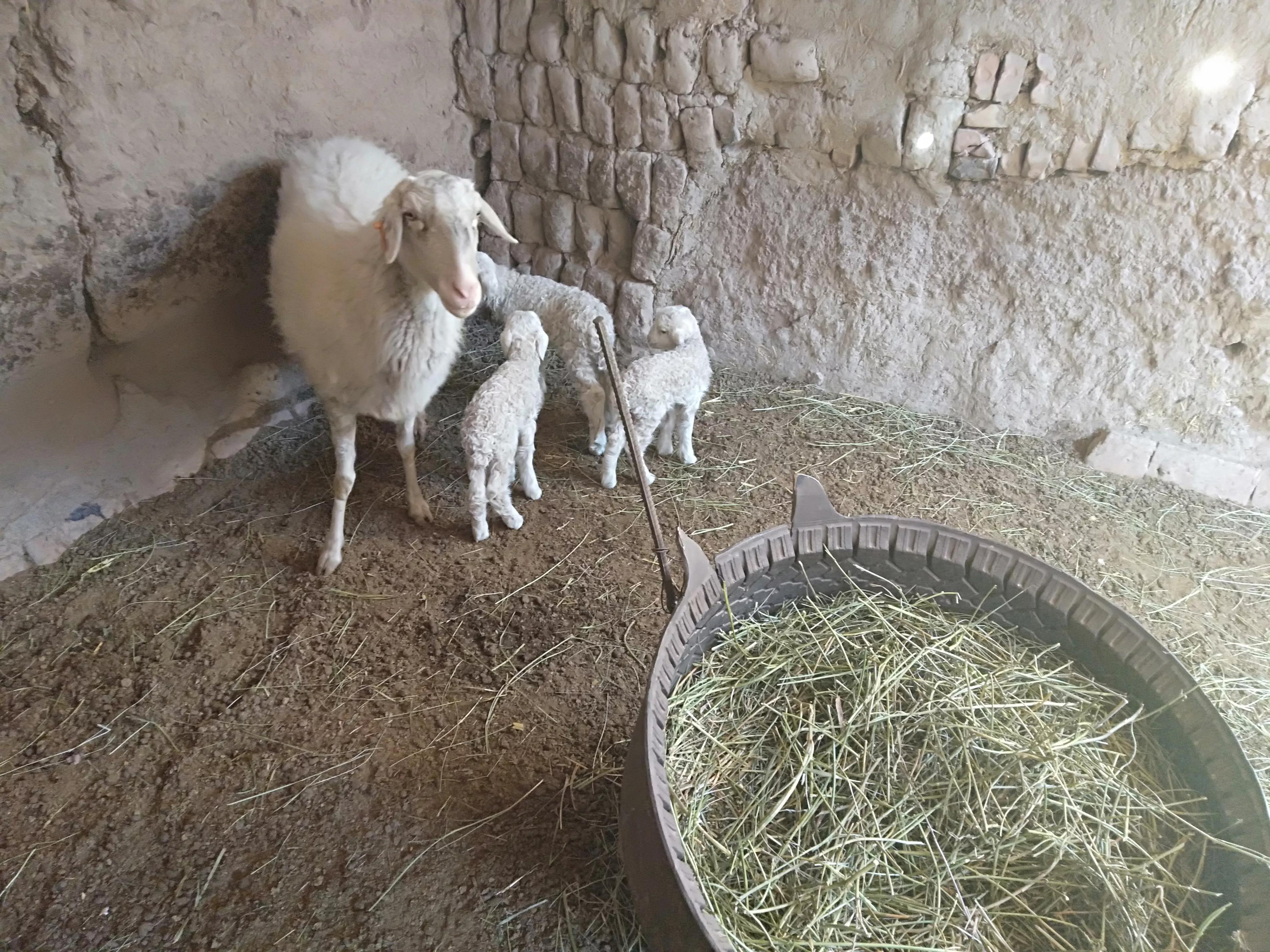 养30只母羊3年能发展到多少只,50只基础母羊一年能卖多少钱