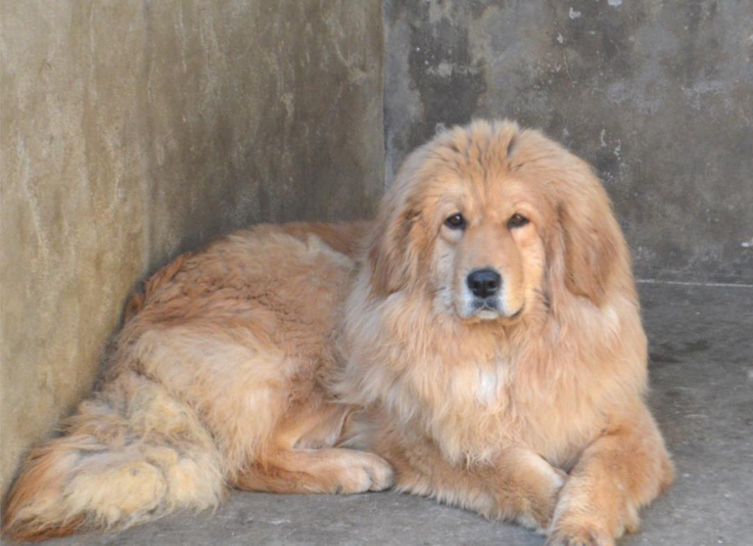 西藏纯种藏獒繁殖基地,藏獒养殖技术教学视频播放