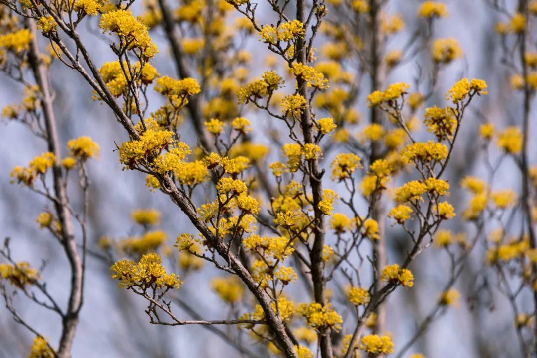济南这个周末适合哪里赏花,济南春天赏花好去处