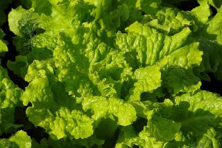 360度清洁让肌肤水润有光泽,6种护肤食物