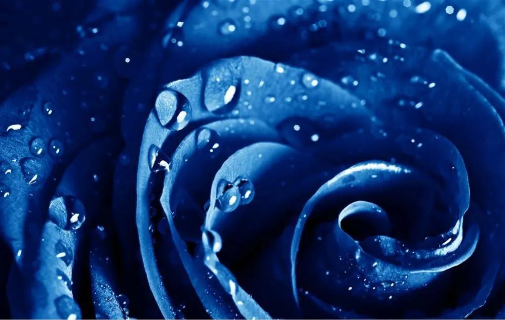 玫瑰花ins高级质感背景图,玫瑰花背景图高清图