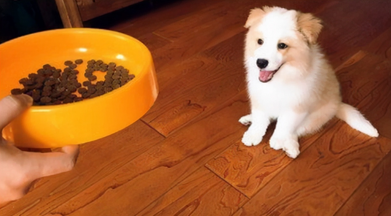 幼犬狗狗不爱吃东西怎么解决,狗狗日记阅读