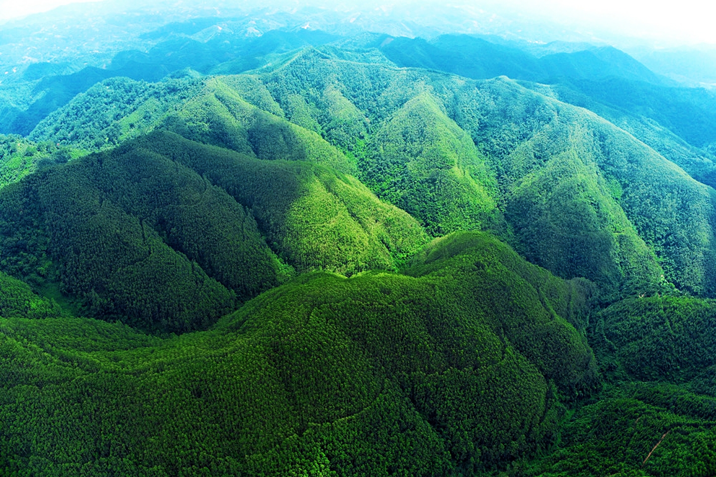 广西漫山遍野的桉树,为什么桉树旁边不长草