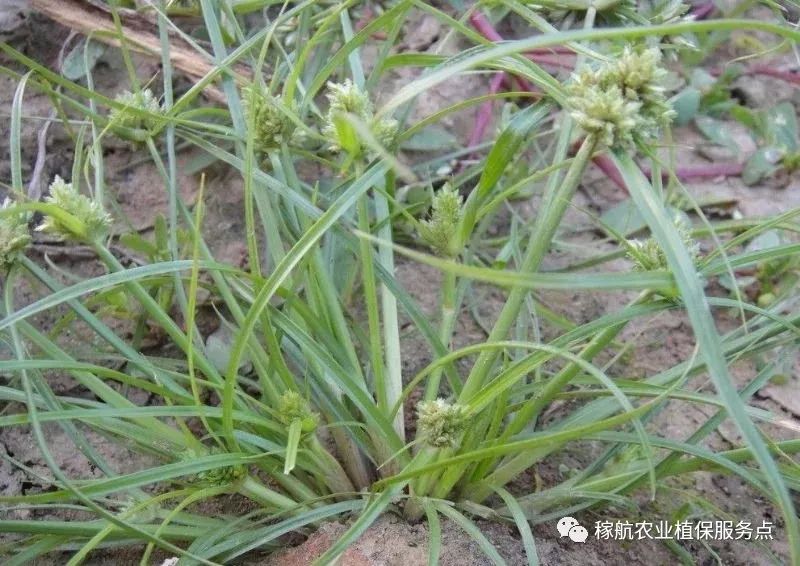 草甘膦这样复配，除草干净又彻底