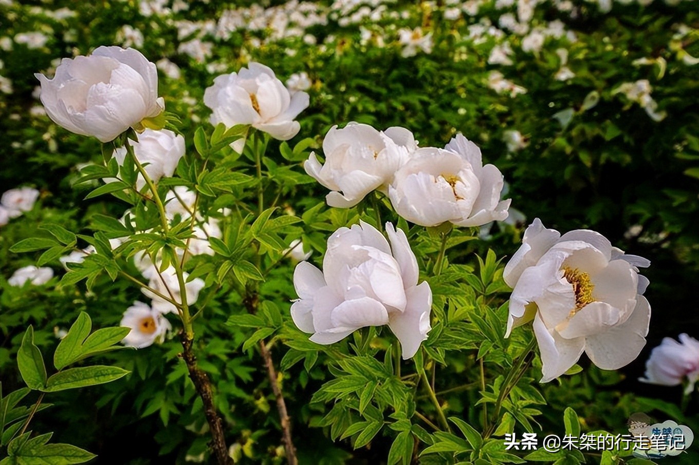 我国唯一一座以花为名的城市,中国唯一一个以花为名的城市