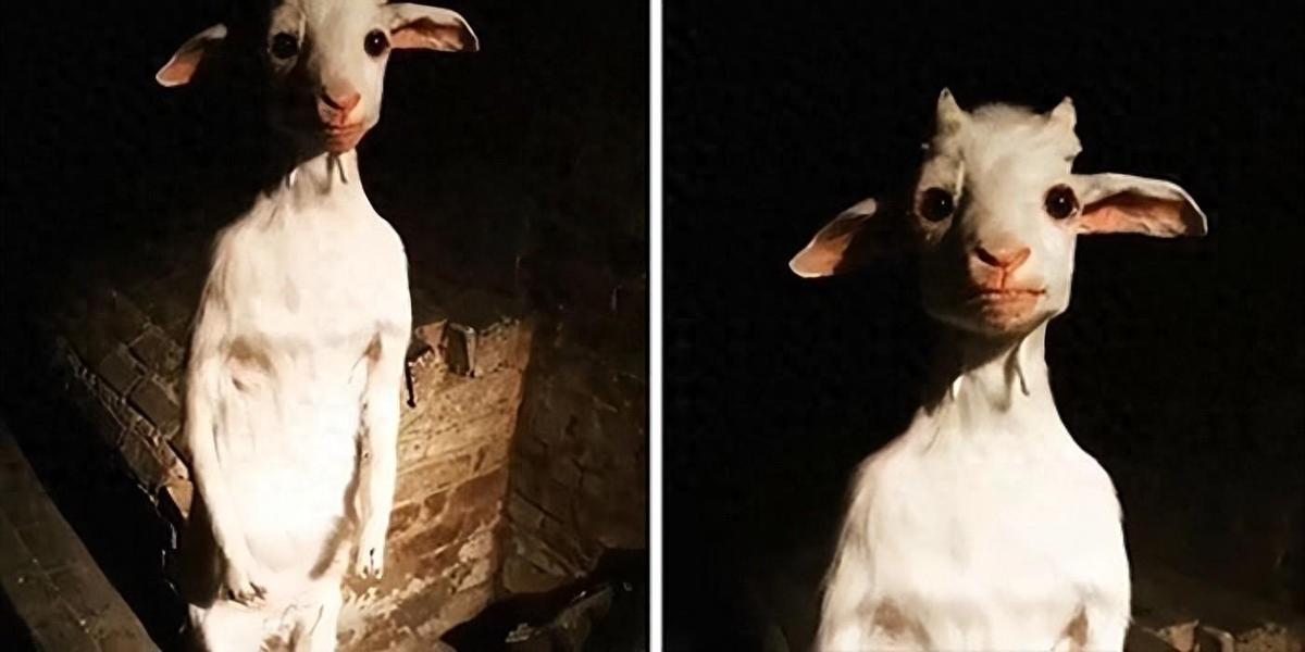 日本侵华暴行一百张照片,30张日本侵华暴行图片