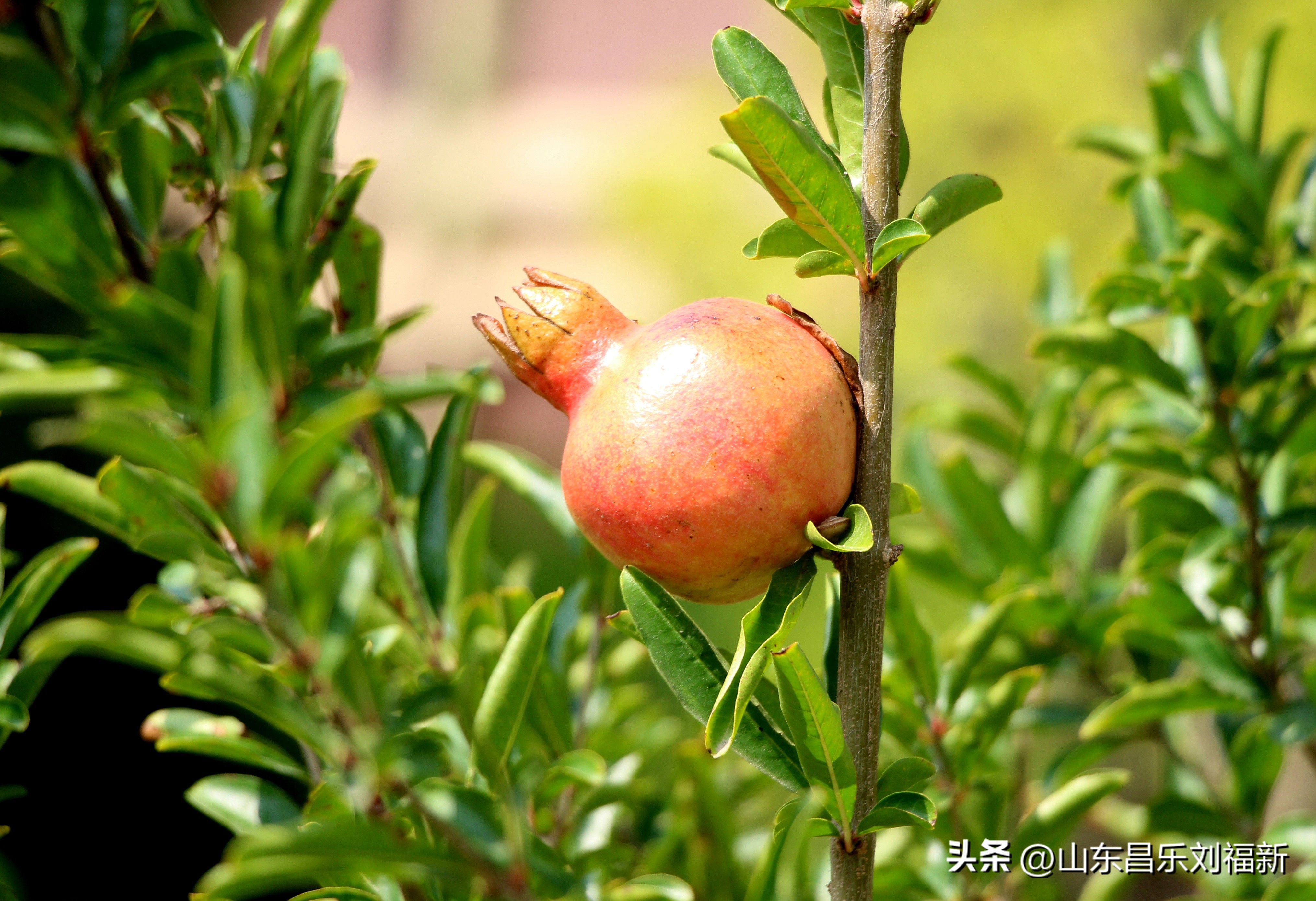 碧水龙庭深圳7栋4单元,顺光风景片拍摄