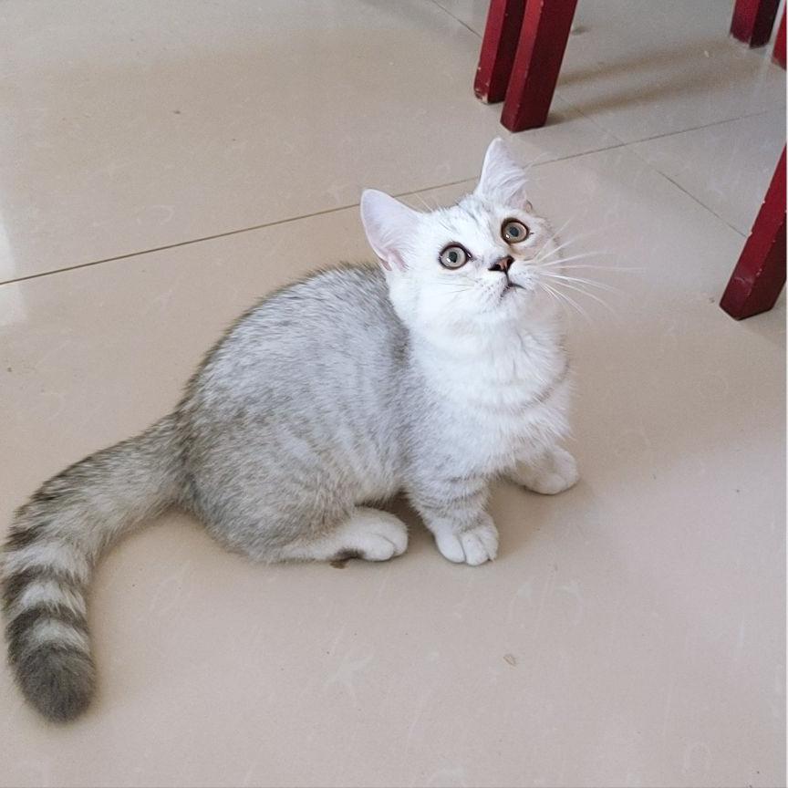 为什么说别养矮脚猫,矮脚猫的优缺点