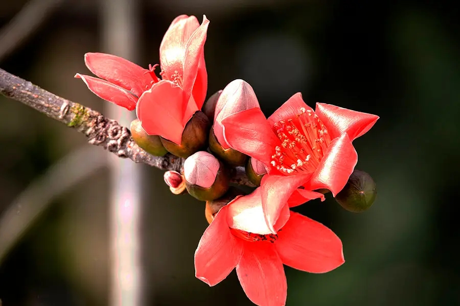 世界上最奇怪的10种树木的视频,自然界最奇怪的树