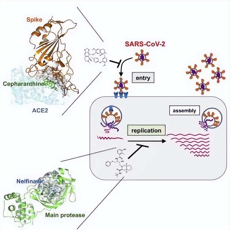 千金藤素真的能治新冠吗？