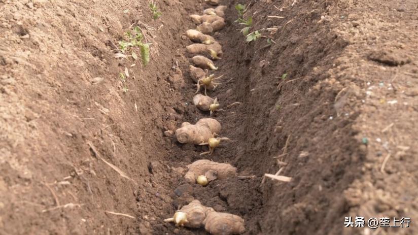 抢抓好时节乡亲种出美好“姜”来