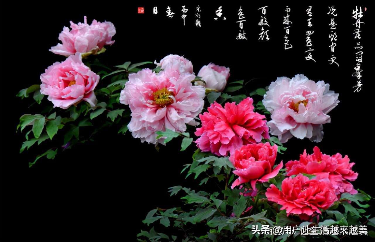 牡丹为什么被称为中国的国花,为什么牡丹能成为中国的国花