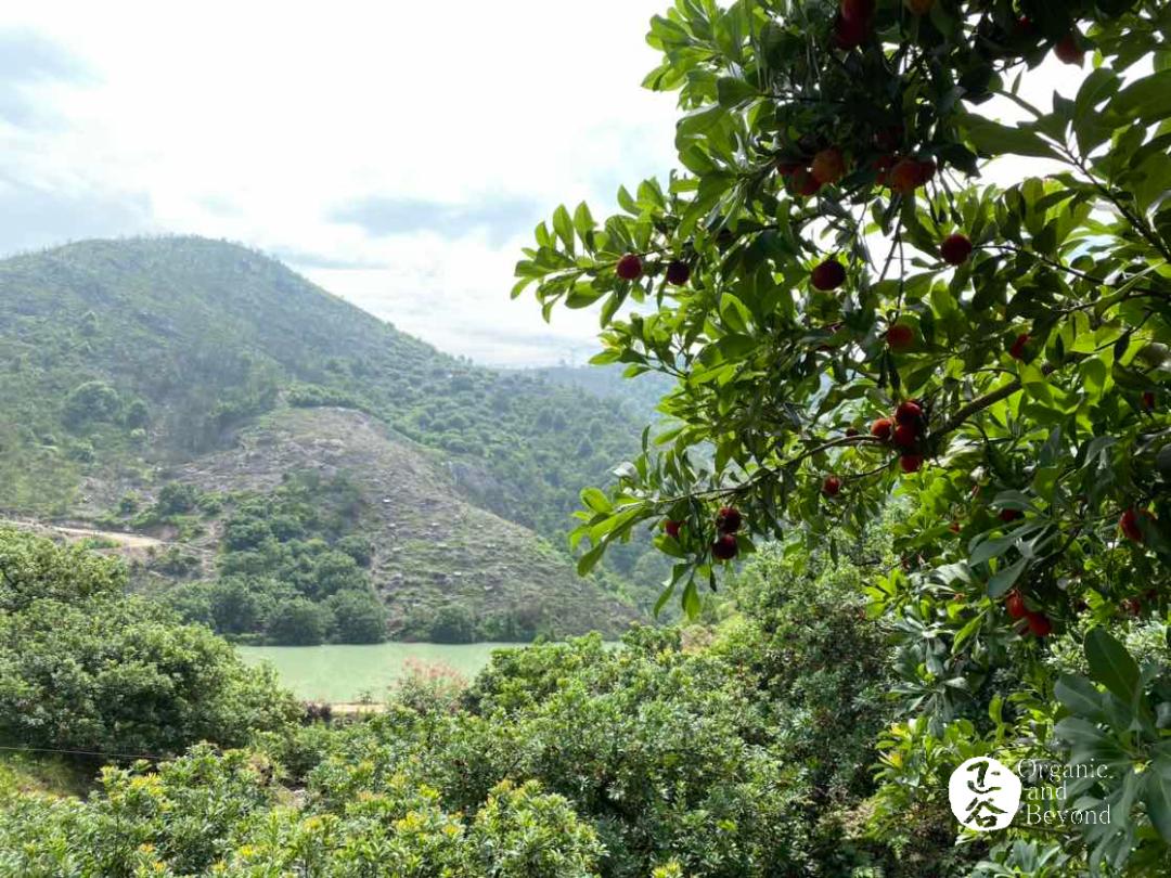 溢果生香正宗仙居杨梅,正宗仙居东魁杨梅自摘
