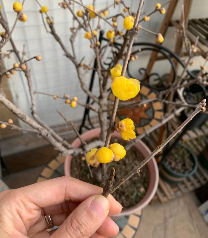 腊梅盆栽怎样装饰好看,腊梅夏季搭配什么盆栽好