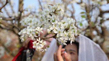 这里又一片花海！周六等你