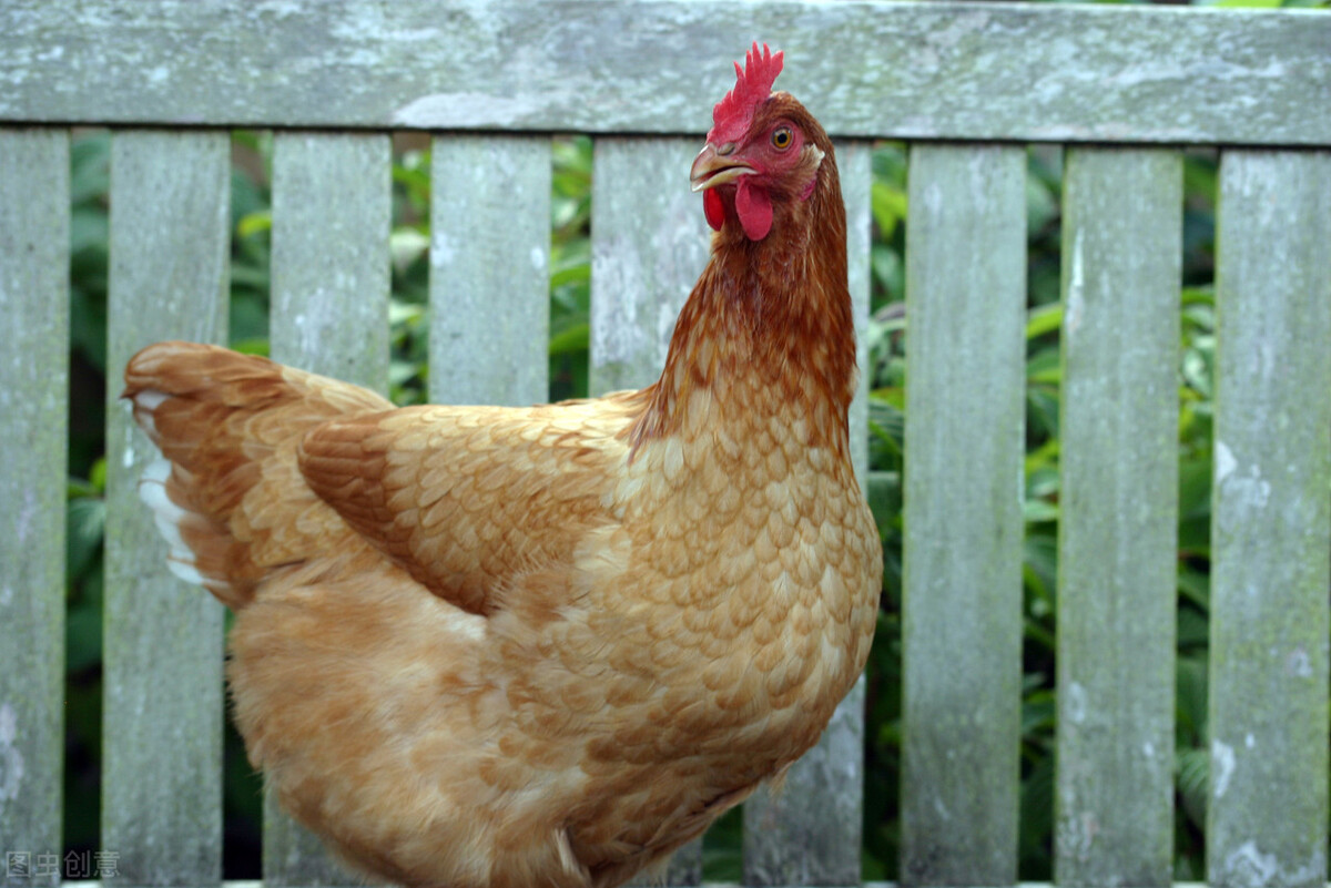 蚂蟥被人吃进去会如何,误食蚂蟥多久会有反应