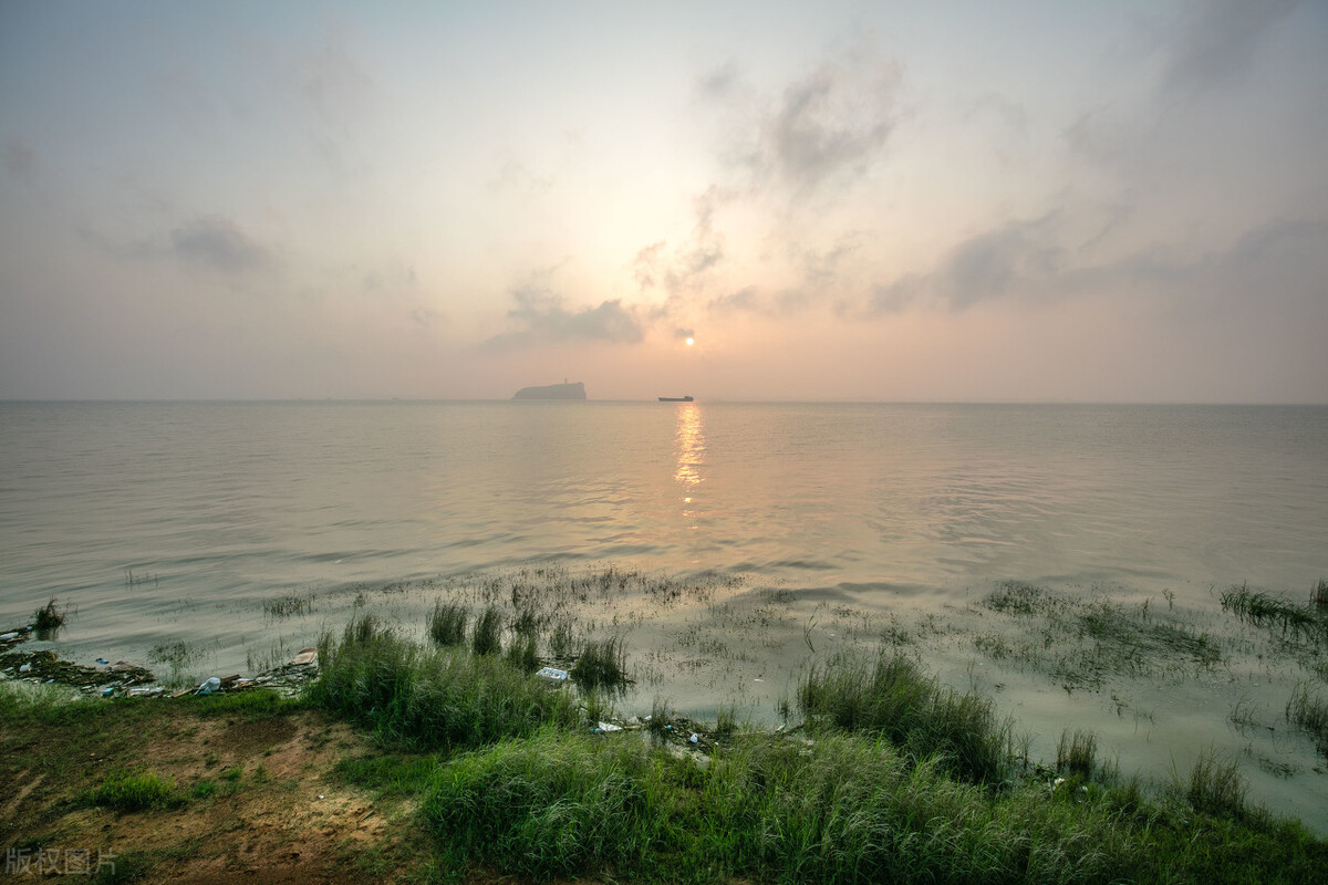 北美大鳄龟成体,北美鳄龟为什么会出现在中国