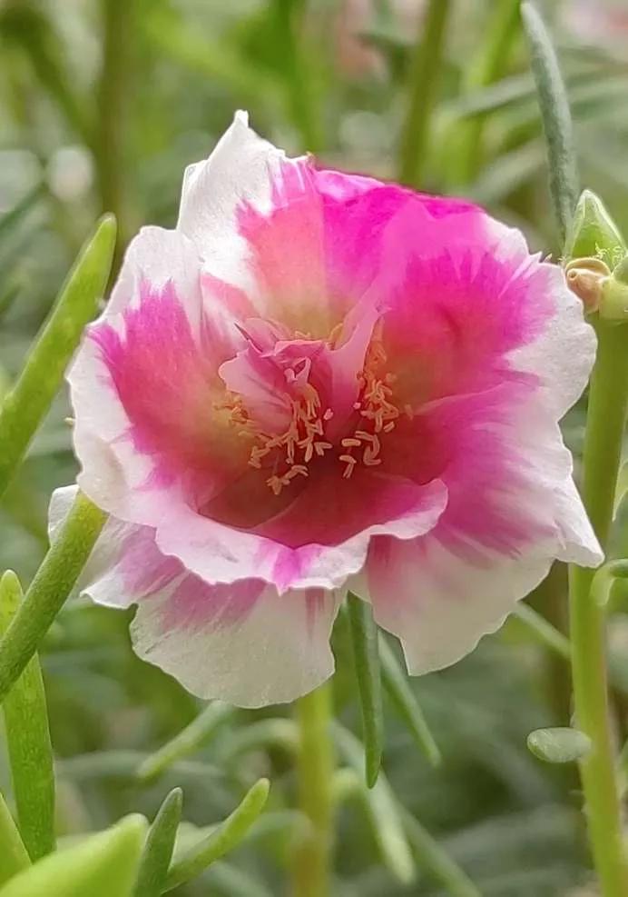 花草种类名称介绍,各种各样的花草名称大全