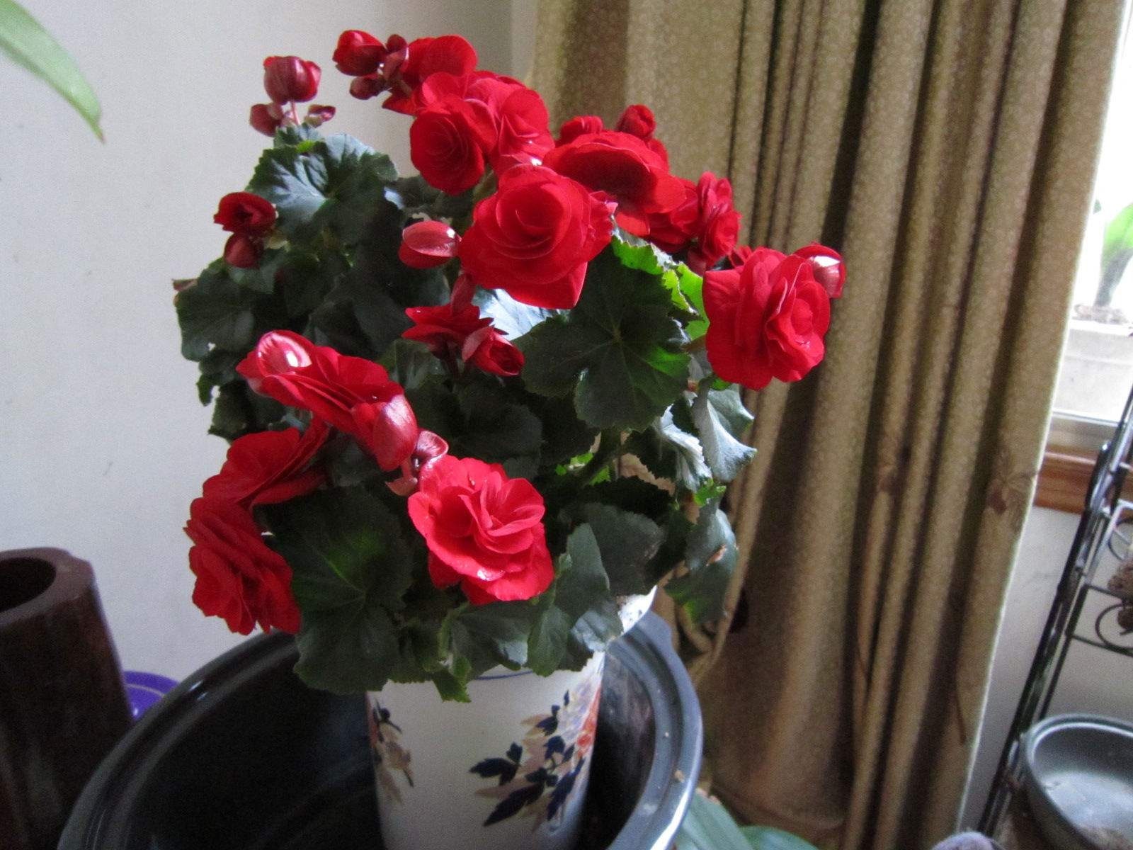 4种花适合新手养漂亮好养,20种坑人的花