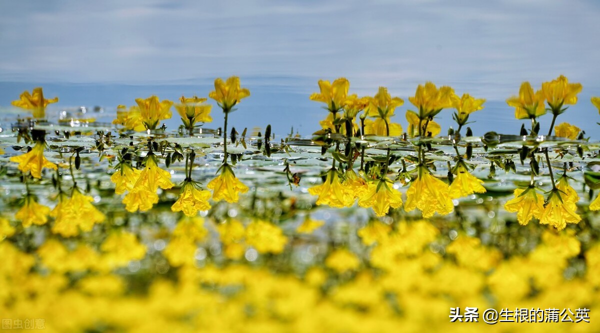 水生花卉栽培方法和技术,十种常见水生花卉