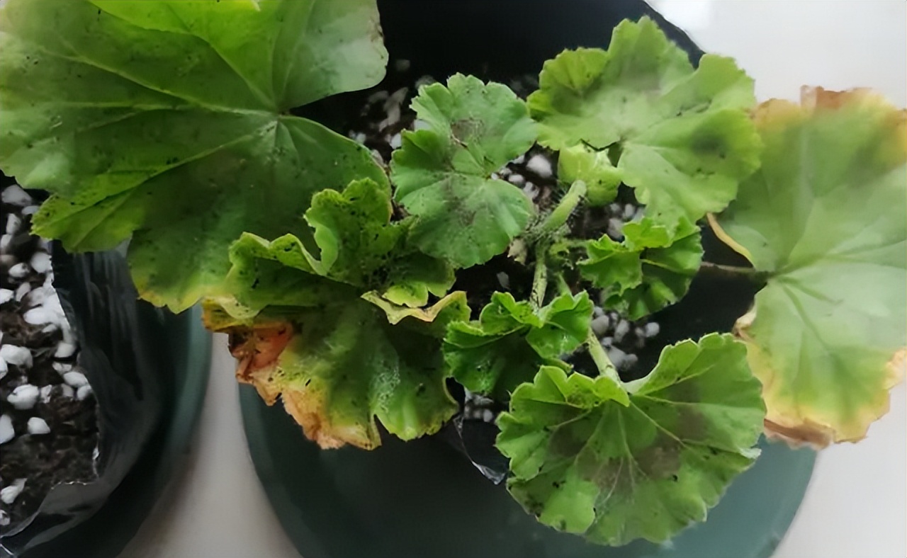 5种花浇不死浇水越多长得越旺,十种不能乱浇水的花