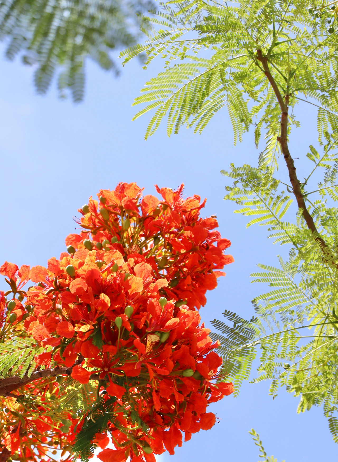 厦大蓝x凤凰花，何止灿烂！